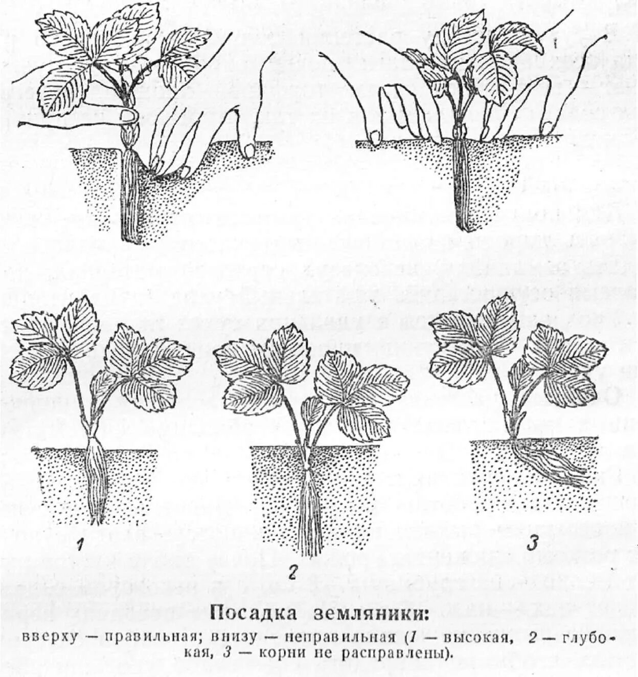 Ремонтантная земляника размножается усами. Садовая земляника посадка. Посадка ремонтантной земляники. Правильно посадка клубники весной. Правильная посадка клубники