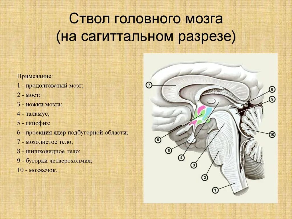 Таламус на сагиттальном срезе. Промежуточный мозг в разрезе. Ствол головного мозга Сагиттальный разрез. Основные отделы ствола мозга. Структура ствола мозга включает