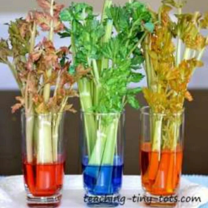 Цветной сельдерей. Разноцветный сельдерей. Окрашенные растения. Растение окрашенное водой. Растение в цветной воде.