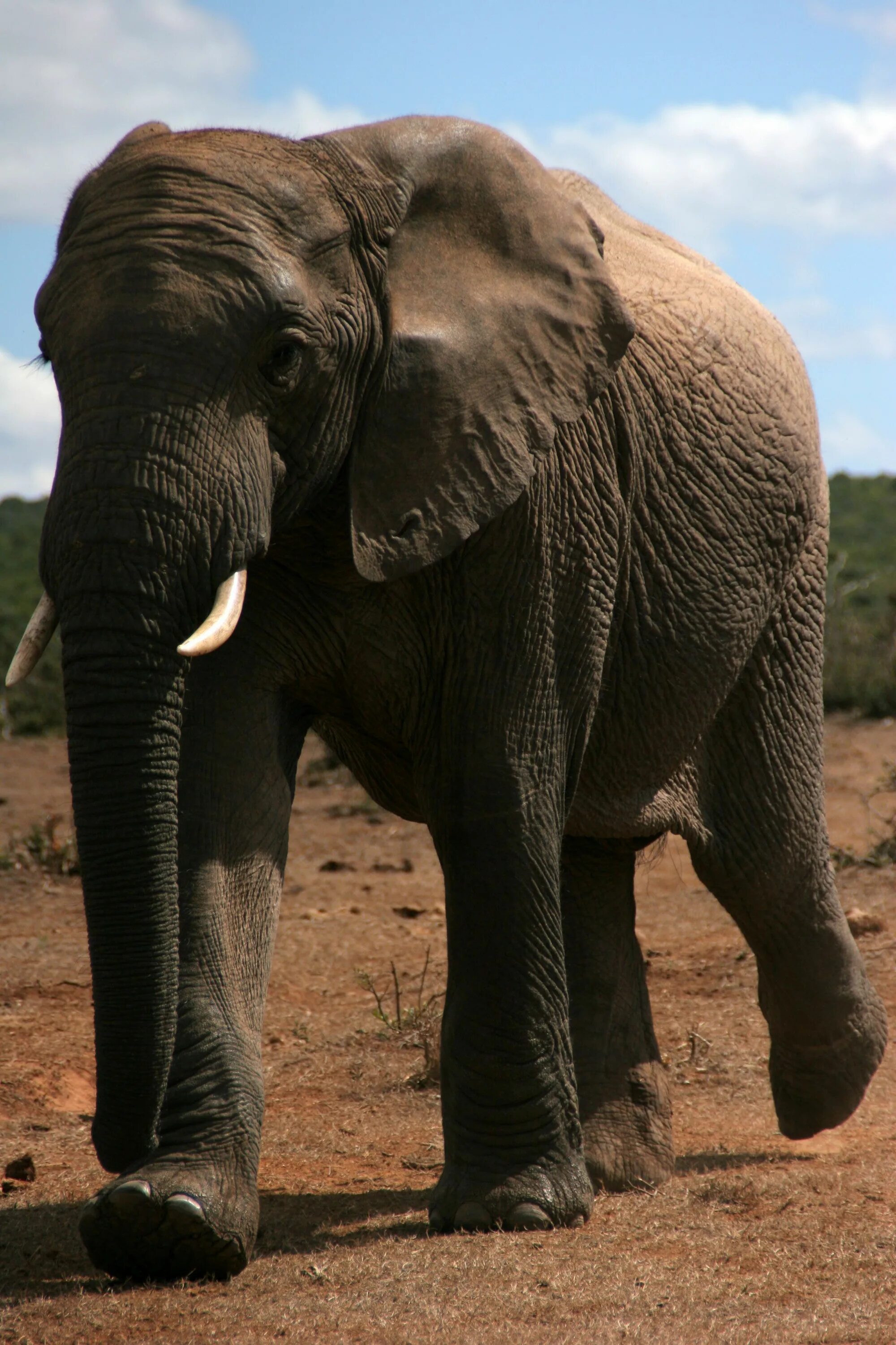 Elephant present. Слоны. Слон настоящий. Гигантский слон. Огромные слоны.