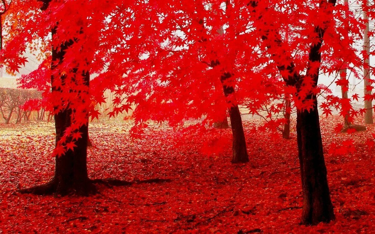 Красность. Багряный клен дерево. Красная осень. Красное дерево. Красный лес.