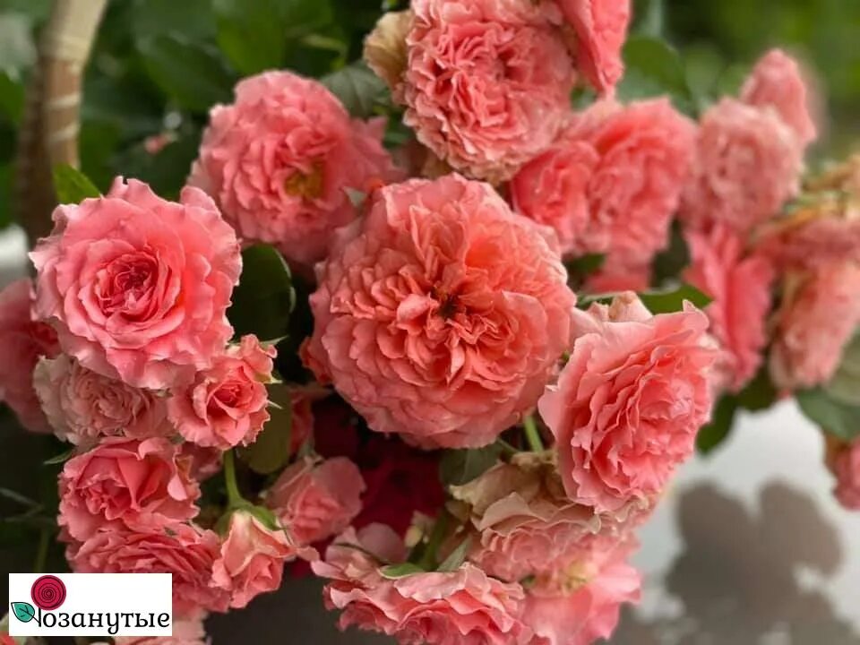 Корал гели (corail gelee). Коралл желе роза японская. Corail gelee роза. Коралл желе энциклопедия. Коралл желе энциклопедия.