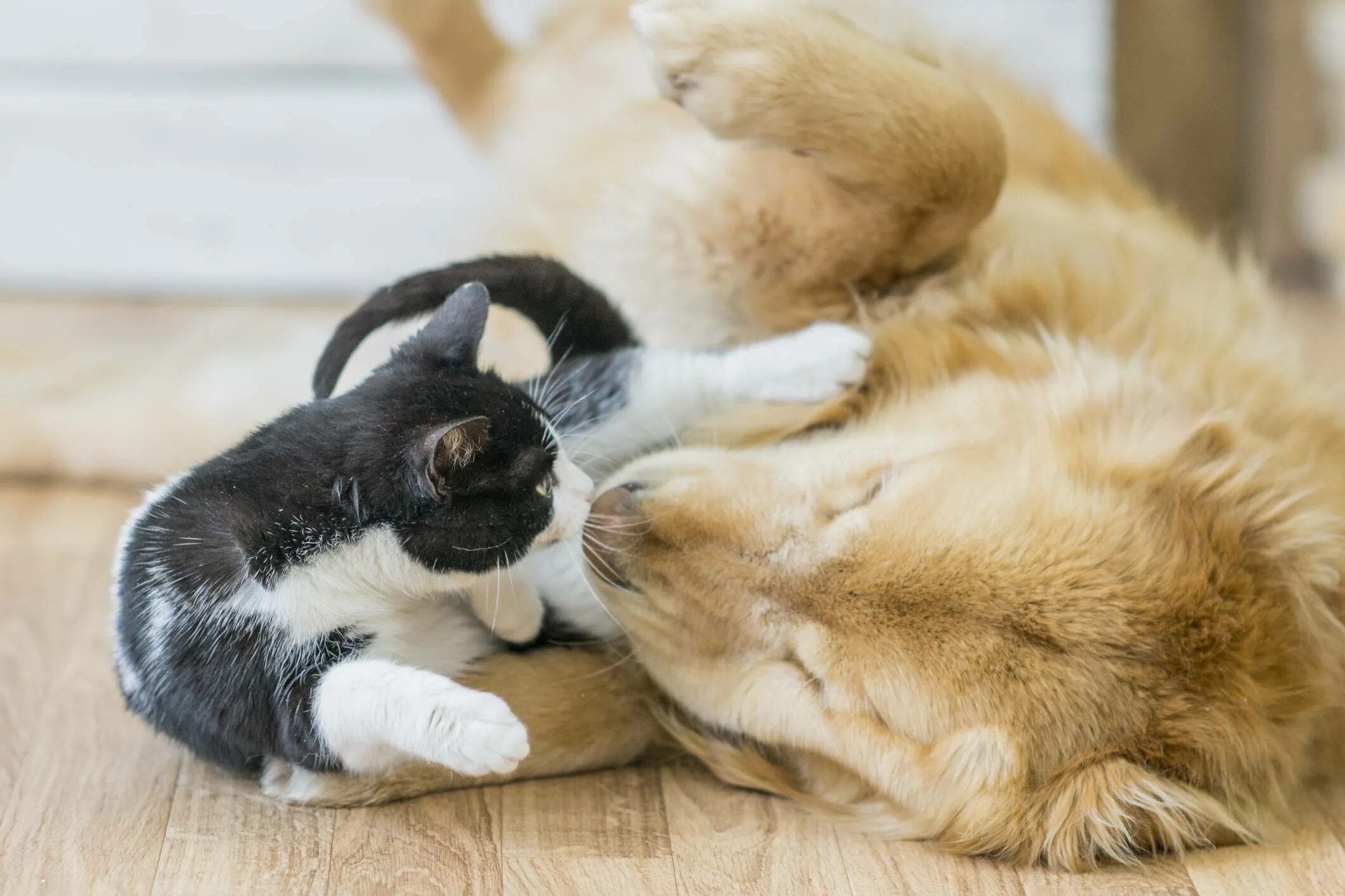 Дружелюбный котик. Встреча с кошкой. Как подружить кошку с собакой. Подружить собаку с котенком. Как подружить кошек между собой