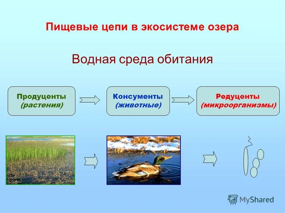 Пищевая цепь питания редуценты консументы. Пищевая цепочка экосистемы. Цепь водной экосистемы. Пищевая экосистема озера. Природное сообщество озеро 5 класс биология