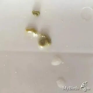 Отхаркивается желто зеленым