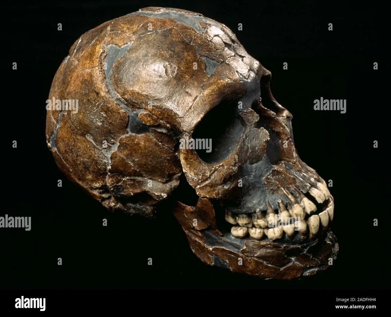 Череп древнего человека и современного. Палеоантроп( неандерталец) череп.