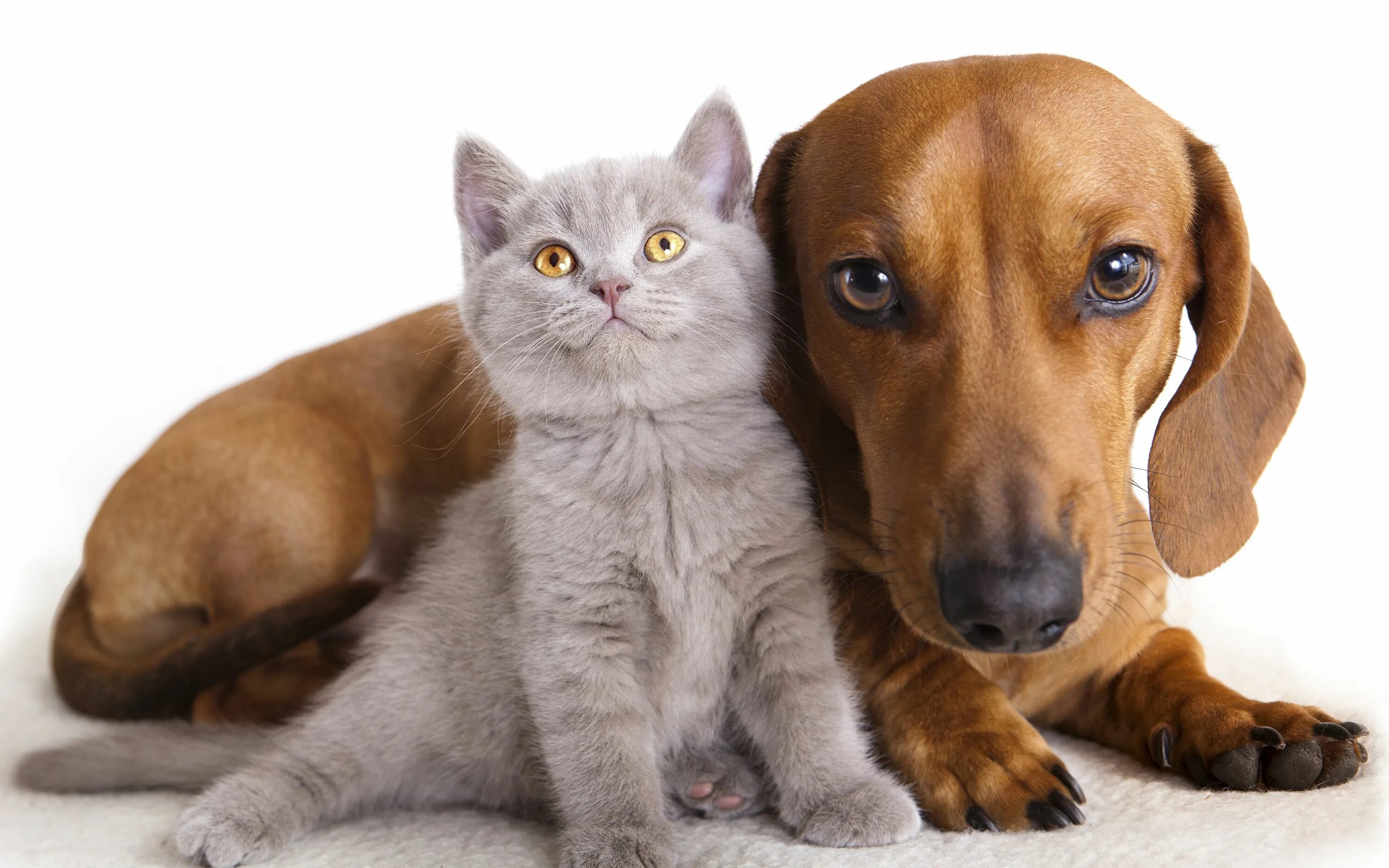 True pets. Собака. Кот и собака. Кошечка. Собака и кошка вместе.