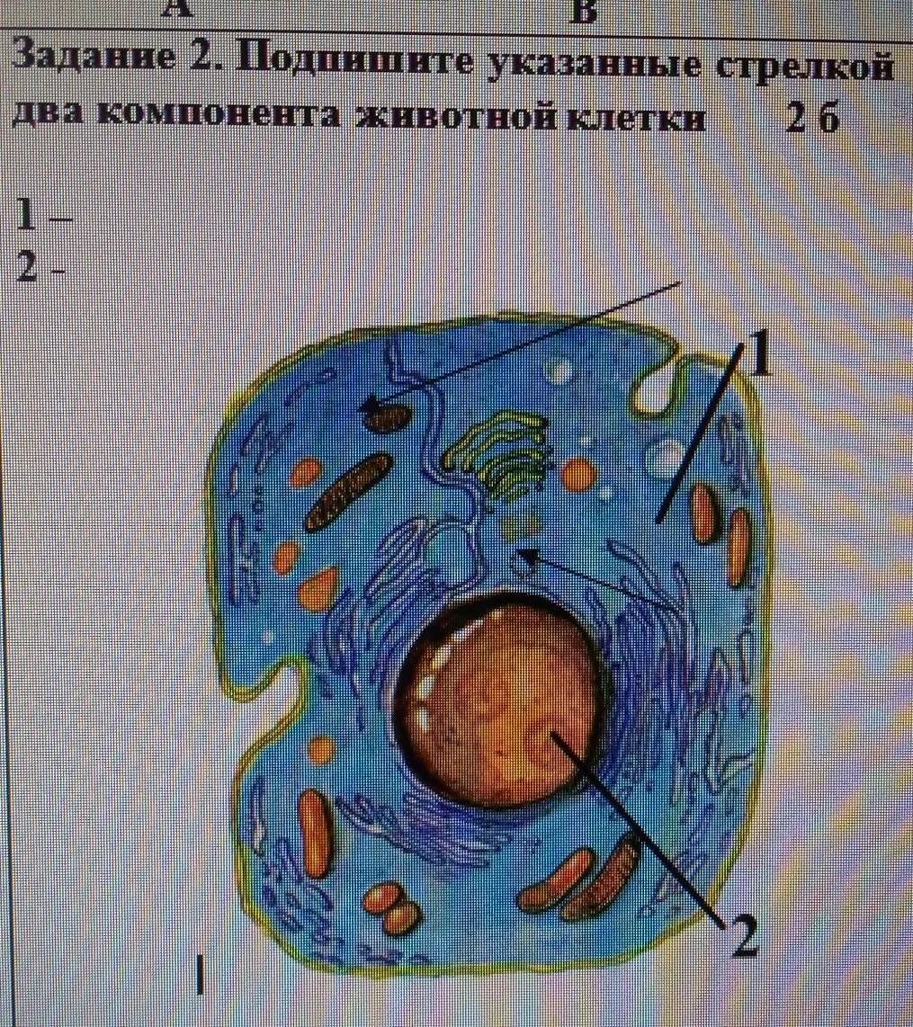 Клетка живого схема. Живая клетка. Клетка Живая система. Строение клетки человека. Компоненты живой клетки.