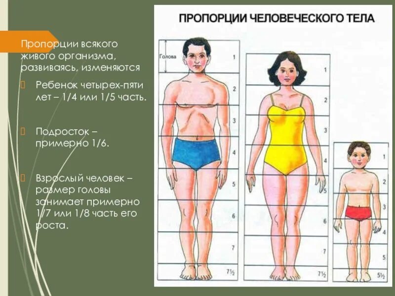 У взрослого размер головы занимает. Пропорции человека. Пропорции фигуры подростка. Пропорции и строение фигуры человека. Пропорции всякого живого организма.