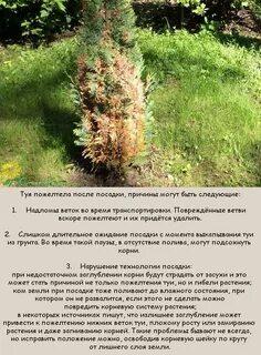 Почему туя желтеет весной и что делать