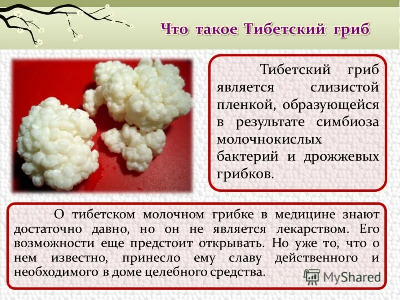 тибетский гриб. тибетский молочный гриб. молочный гриб полезные. гриб молочный тибетский молочный гриб. тибетский молочный гриб кефирный показания.