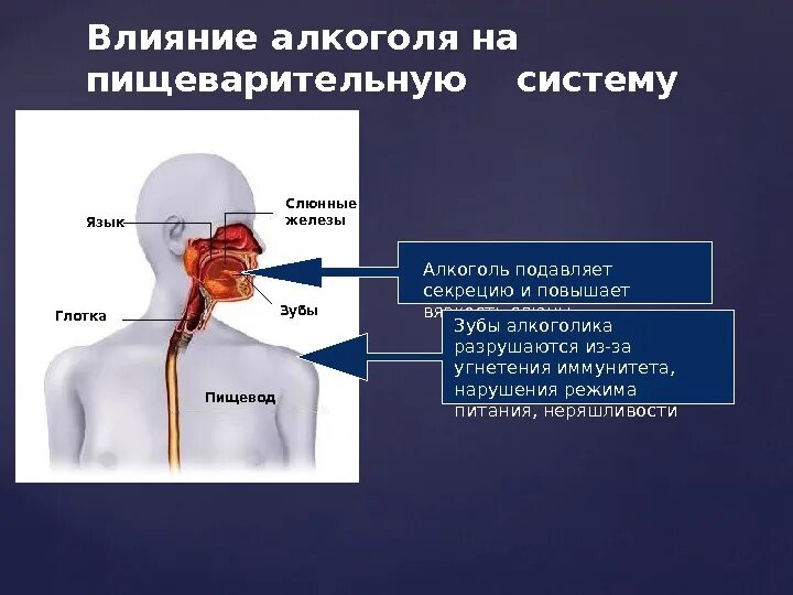 Влияние спирта на пищеварительную систему.