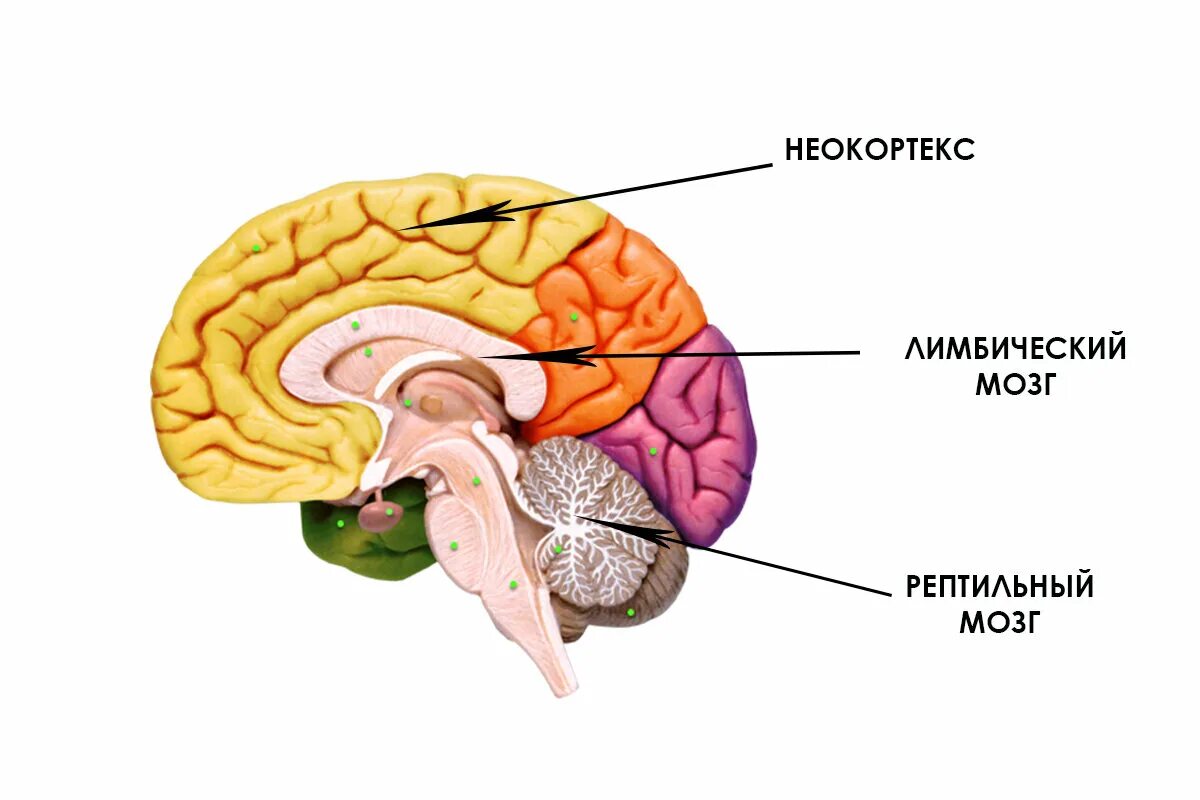 Старый новый мозг. Строение головного мозга + неокортекс. Неокортекс и лимбическая система. Лимбический мозг и неокортекс. Рептилоидный мозг лимбическая система неокортекс.