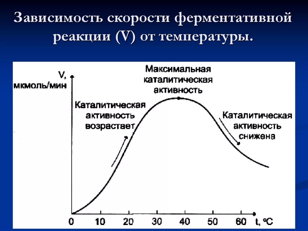 Температура при активности. График зависимости скорости ферментативной реакции от температуры. Зависимость скорости ферментативной реакции от температуры. Зависимость скорости ферментативной реакции. Зависимость скорости реакции от температуры ферменты.