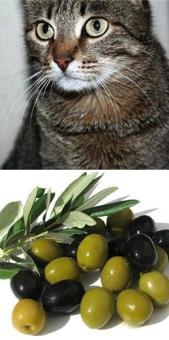 Коты любят оливки. Коты и оливки. кошка оливка. кот и маслины. кот ест оливки.