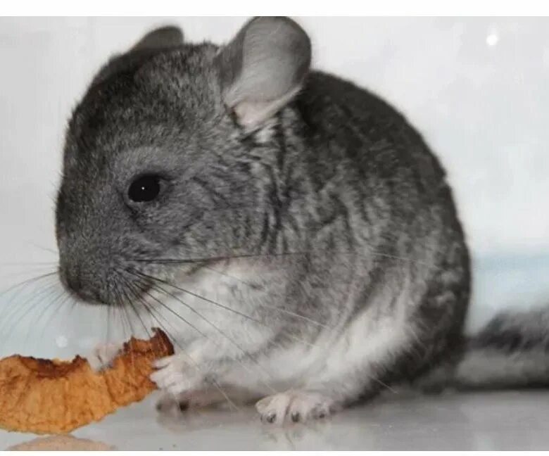 клетка для шиншиллы фото. шиншилла серая. мохнатая шиншилла. клетка для шиншиллы. шиншилла серебро стандарт.