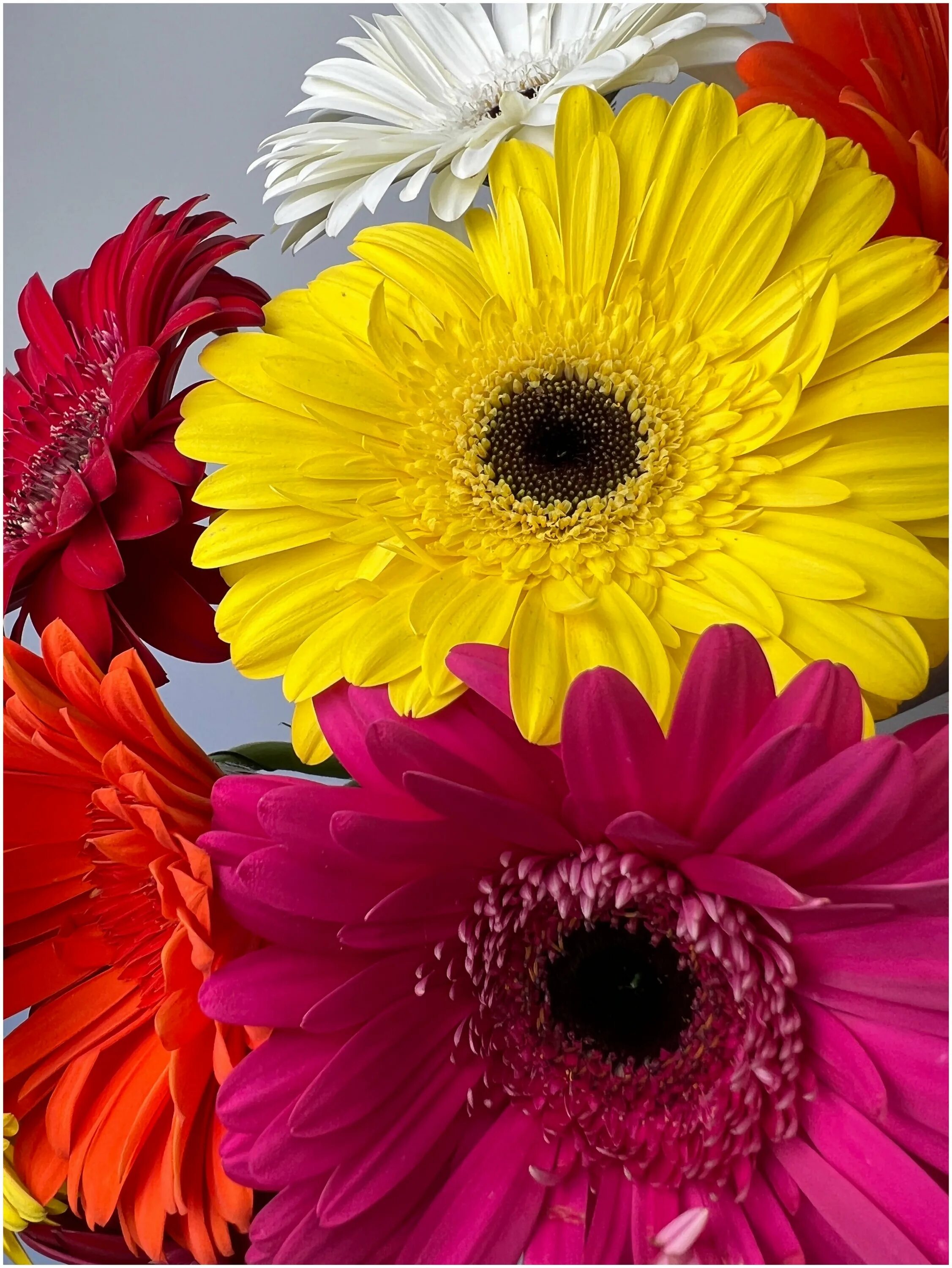 Гербера микс срезка. Магазин гербера. Гербера k284. Герберы микс "леди ди". Гермини микс.