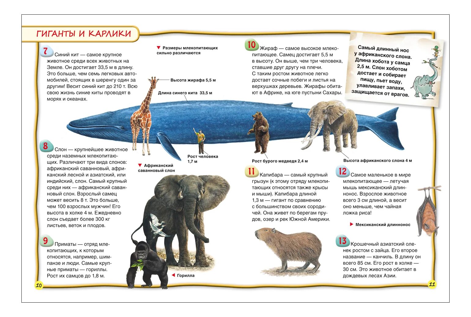 Интересные факты про млекопитающих. Интересные факты о животных. Интересные факты о животных книга. Интересные факты из энциклопедии. Энциклопедия. Млекопитающие.