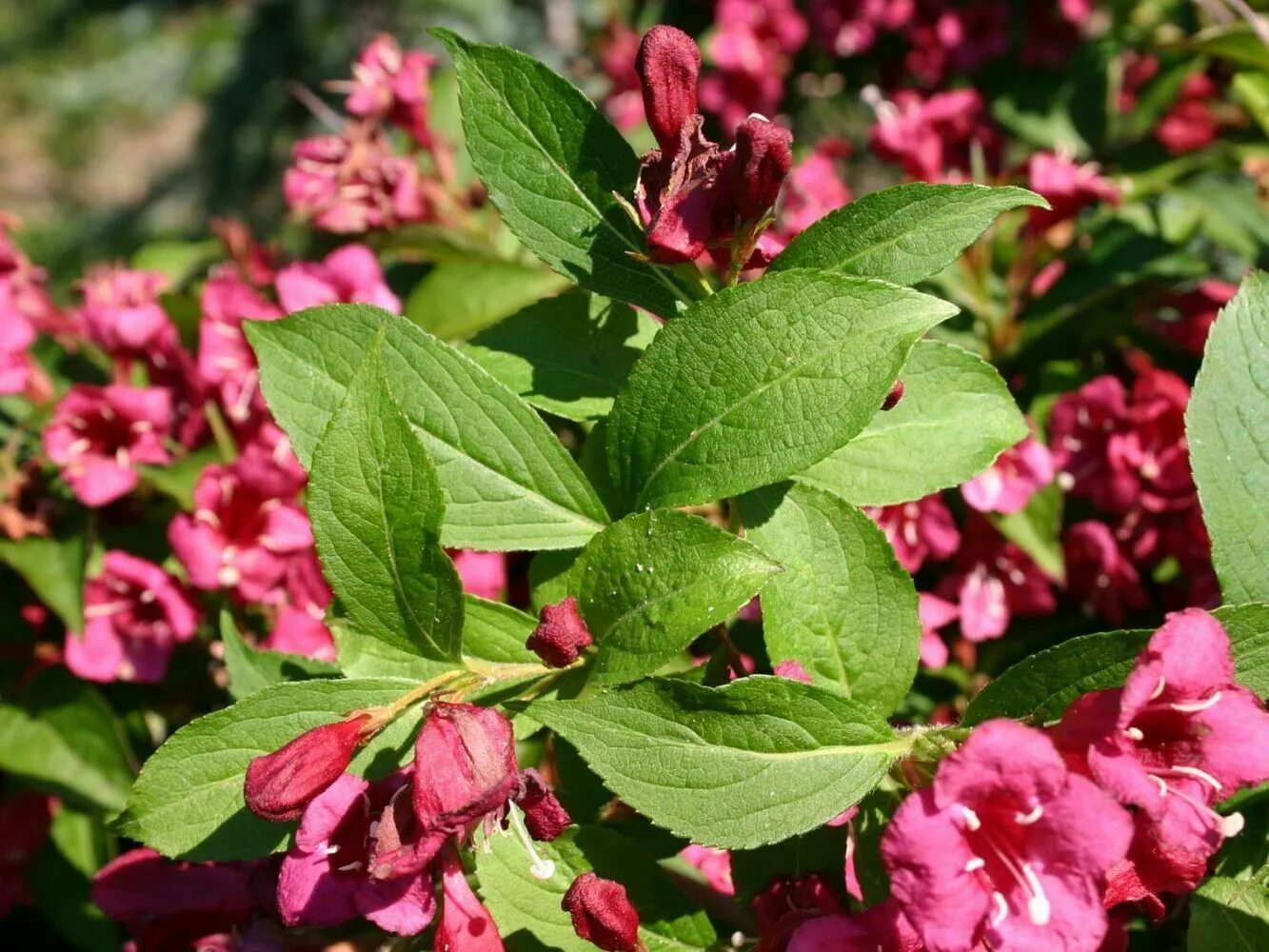 Вейгела фото уход в открытом грунте. Вейгела rosea. Вейгела Цветущая Бригелла. Вейгела Цветущая Бристоль Руби.