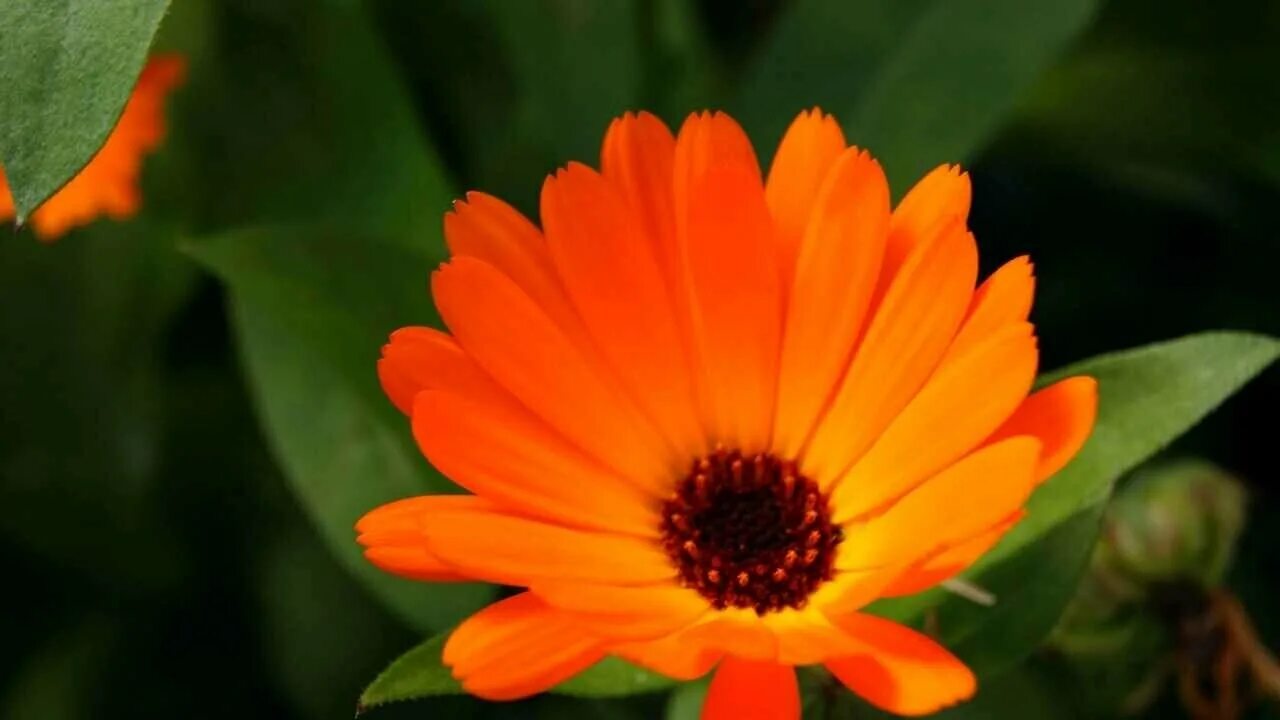 Календула гули. Календула полевая. Calendula officinalis l. Цветы ноготки отцвели. Цветок ноготок 9.