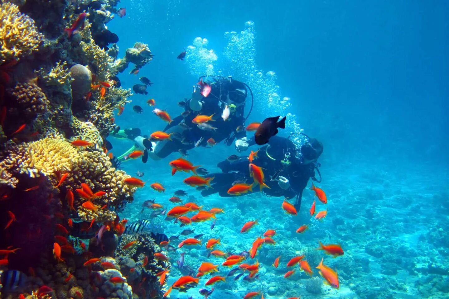 Sea dive. Рас Мохаммед риф. Рас Мохаммед коралловые рифы. Египет риф снорклинг. Рас Мухаммед Шарм-Эль-Шейх.