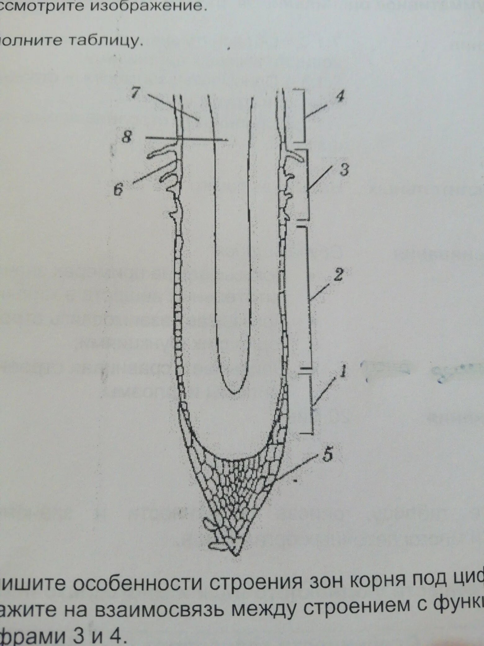 Строение корня. Клетки корневого чехлика рисунок. Корневой чехлик рисунок. Зоны корня корневой чехлик. От повреждений кончик корня защищает