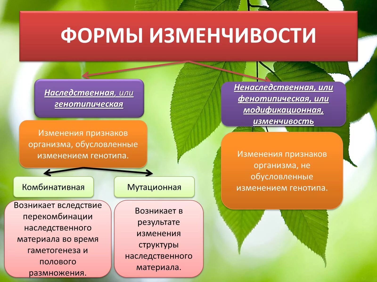 Пример изменения в биологии. Мутационная модификационная комбинативная. Основные формы изменчивости генотипическая изменчивость. Биология 9 класс таблицы наследственная изменчивость. Формы наследственной изменчивости.