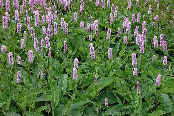 Змеевик Горец змеиный. Горец bistorta superba. Горец змеиный (Polygonum bistorta). Горец змеиный раковые шейки.