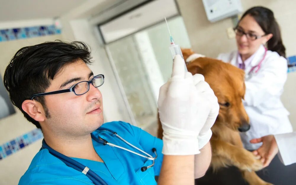 Гемангиосаркома у собак. Dog vaccination. Titer Tests for Dogs.