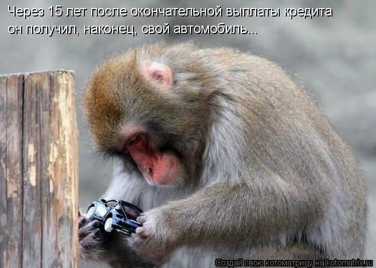 Приколы с обезьянами. Смешные картинки про обезьян с надписями. Смешные обезьяны с надписями. Прикольные обезьяны. Обезьянки демотиваторы.