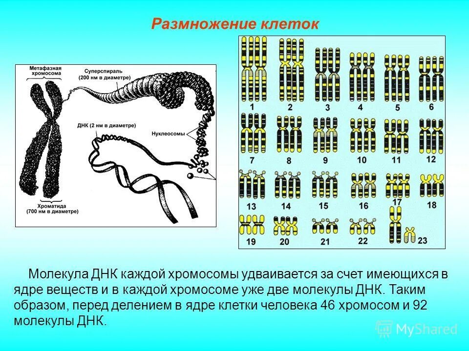 Сколько молекул днк содержится в хромосоме. Хромосомы человека. хромосома перед делением клетки. перед делением хромосомы удваиваются. хромосомы в днк человека.