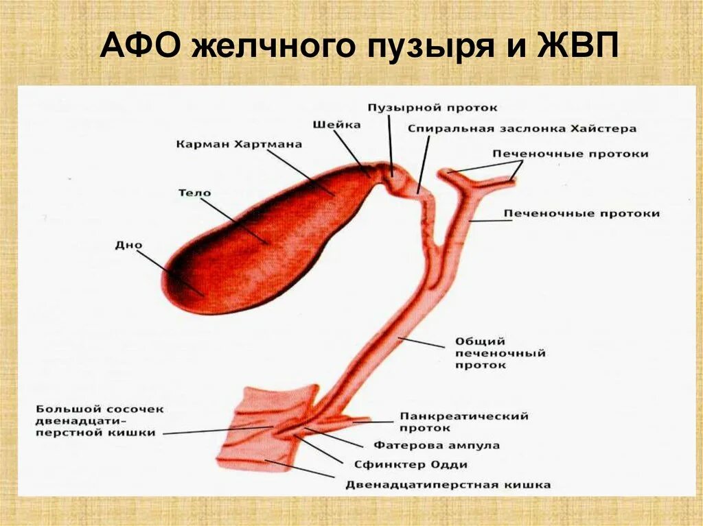 Холецистит стандарт. Строение желчного пузыря анатомия. Холецистит желчного пузыря. Ямка желчного пузыря анатомия.