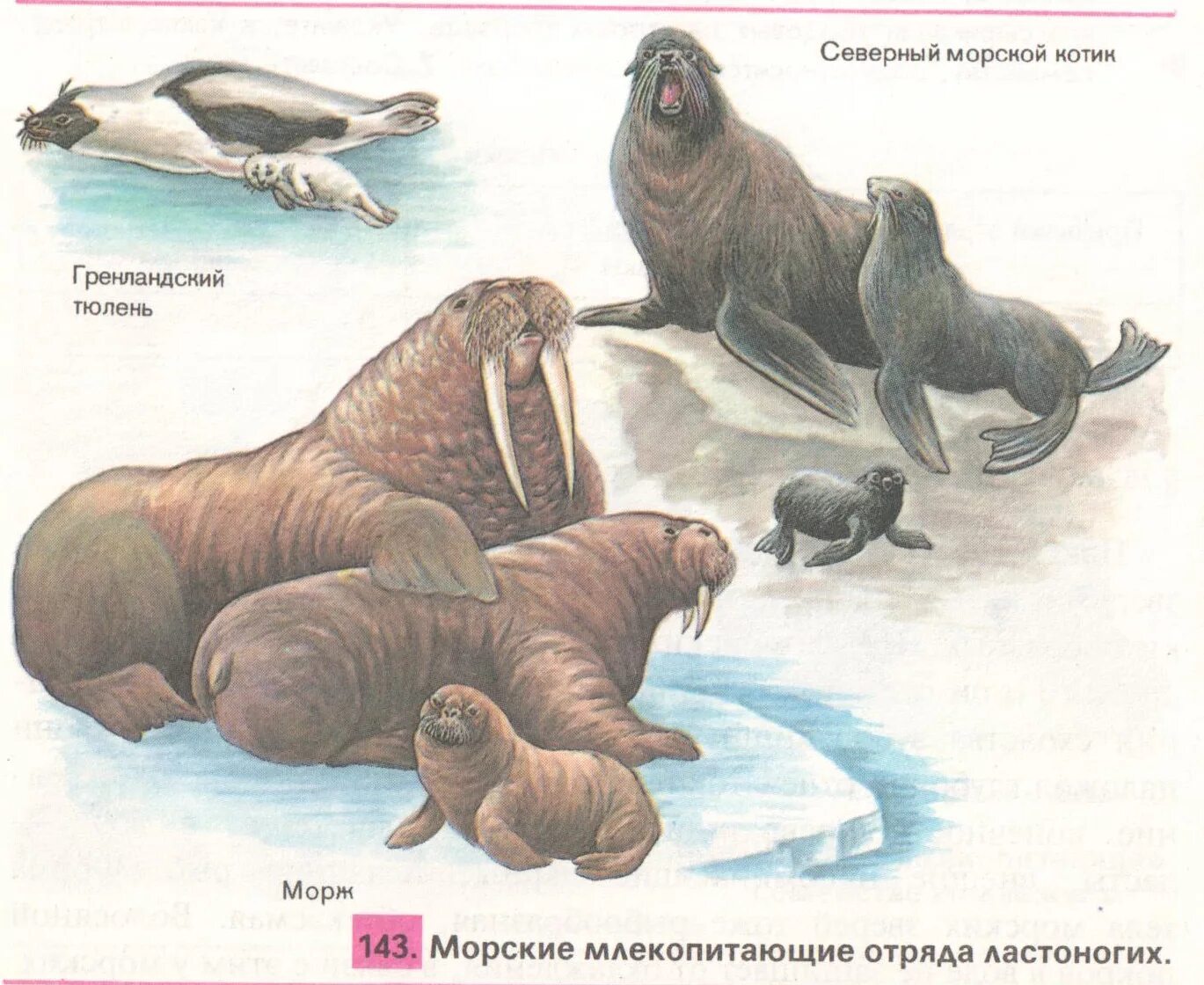 Морж тюлень морской котик отличия. Тюлень морж морской котик морской Лев. Моржи тюлени морские котики. Представители ластоногих млекопитающих с фотографиями.