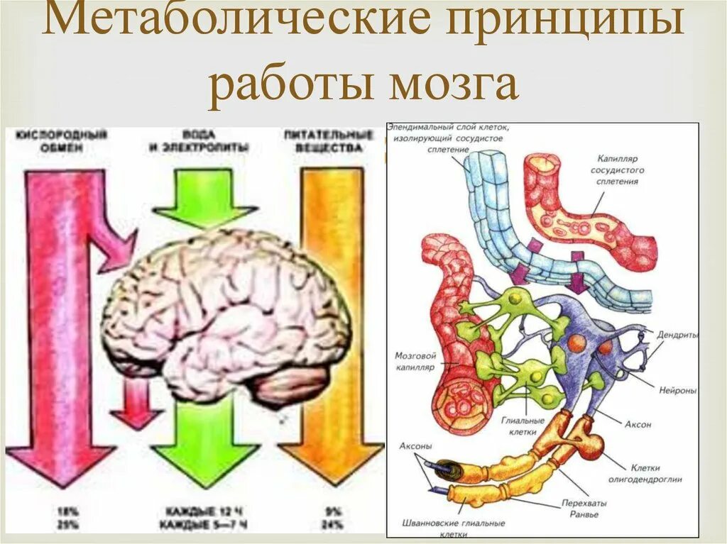 Принципы деятельности мозга. Процессы метаболизма в головном мозге. Принципы работы мозга. Принципы работы головного мозга. Принципы работы мозга человека.