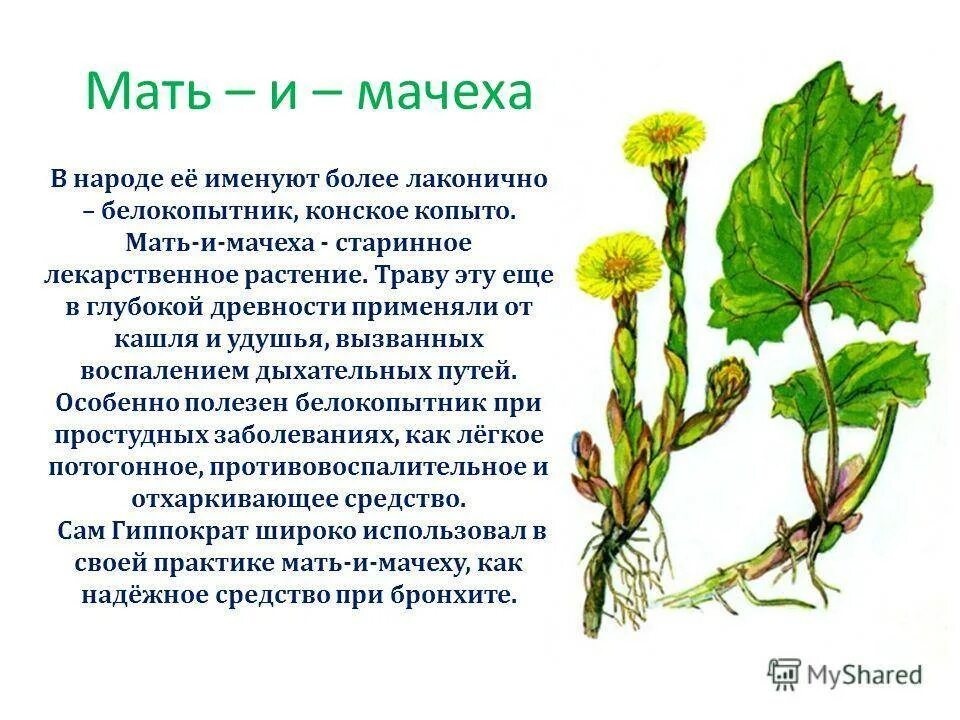 Мать и мачеха интересные факты