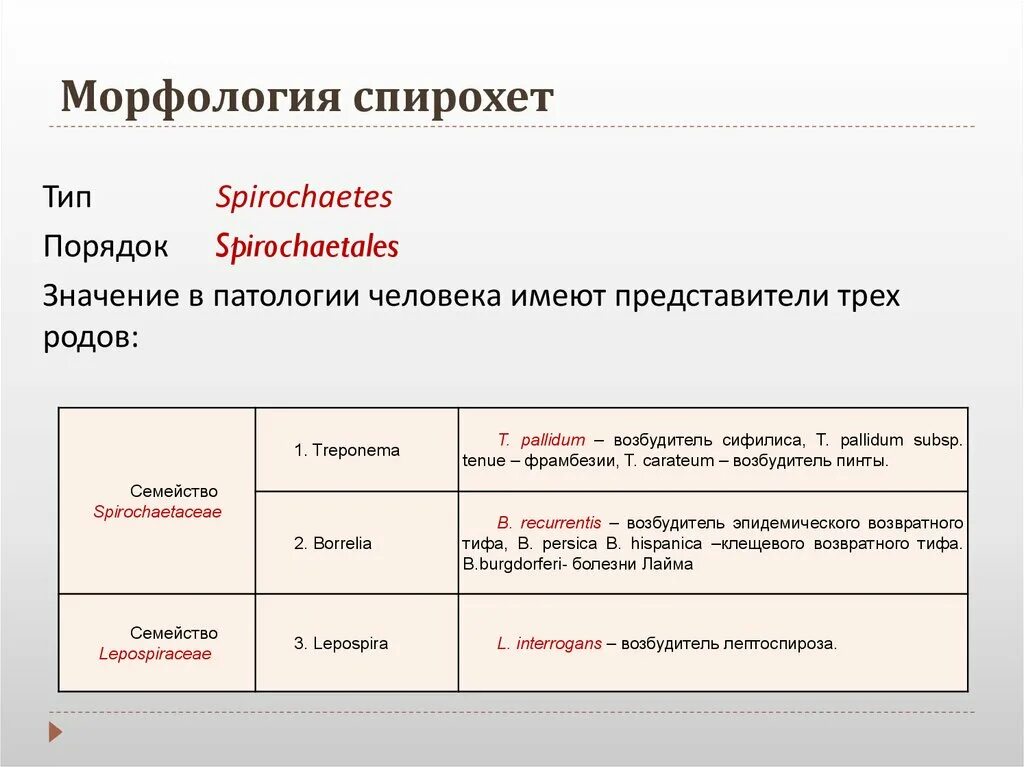 Морфология 2 процента. Спирохеты риккетсии хламидии актиномицеты микоплазмы. Морфология спирохет. Морфология хламидий и риккетсий. Морфологические особенности спирохет.