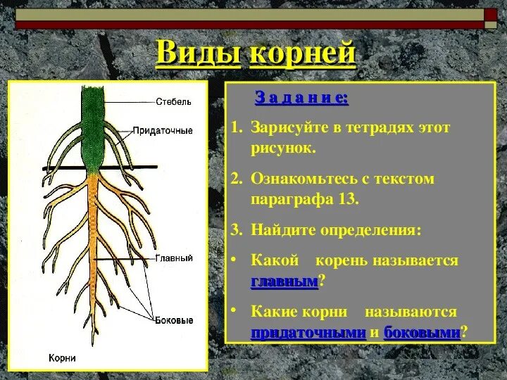 Написать значение корня. Корень это биология. Строение корня 6 класс. Корень и его строение.