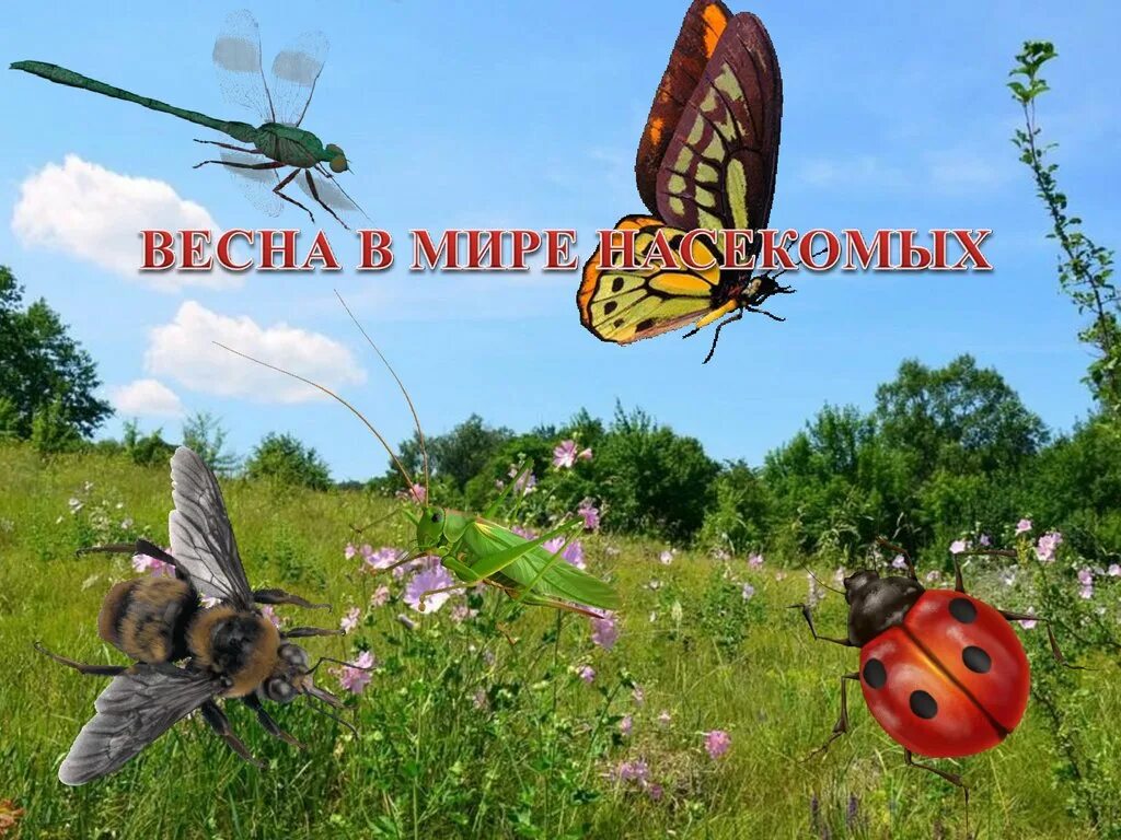 Мир насекомых весной. Насекомые окружающий мир. Насекомые весной презентация 2 класс