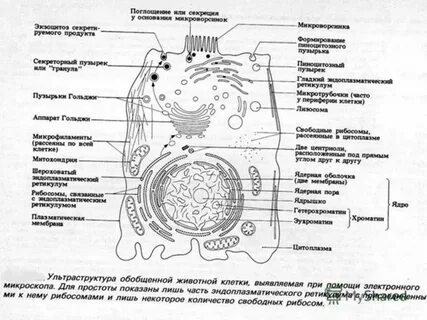 Клетка вопросы егэ биология