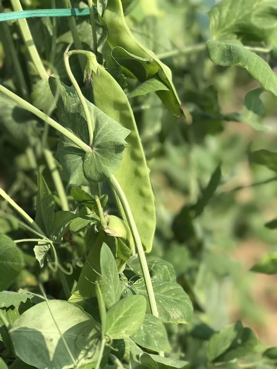 Горох парноперистый лист. Всходы гороха посевного. Вика посевная (vicia sativa l. Горох 3 листа. Горох 3 листа.