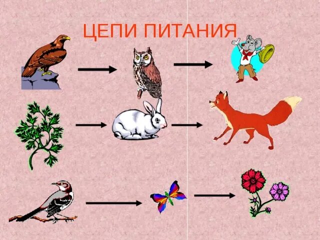 Составьте несколько пищевых цепей. Цепи питания. Цепочка питания. Пищевая цепь. 2 Пищевые Цепочки.