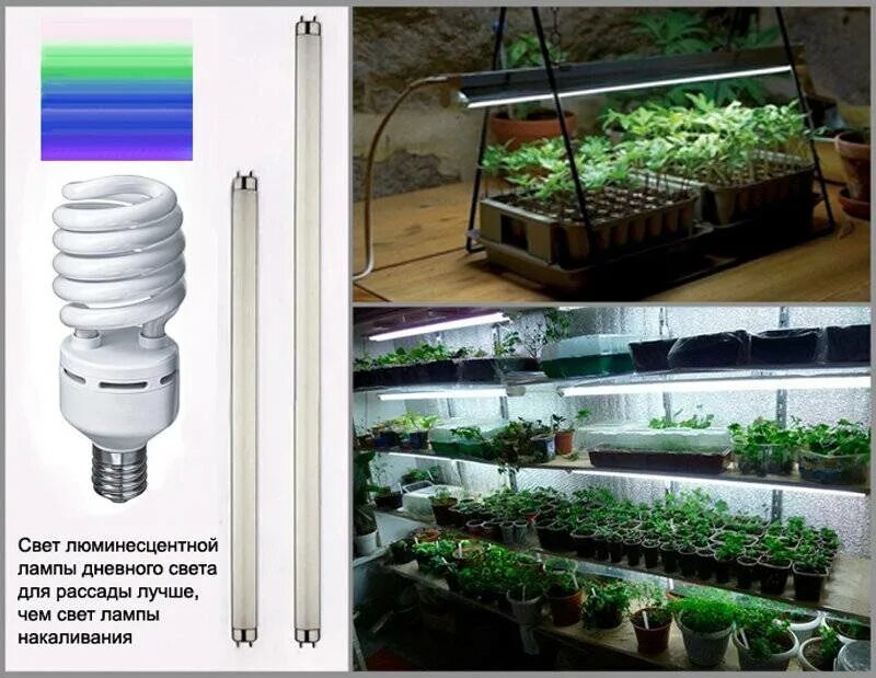 Какой свет лучше для рассады в домашних. Лампа General 6500k 40 Вт для досвечивания рассады. Фитолампа 30 ватт. Фитолампа g23. Люминесцентные фитолампы Osram.