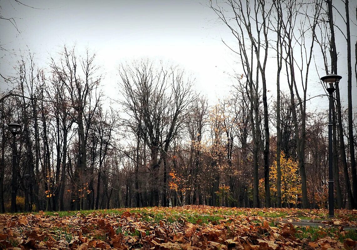 Поздней осени какое число. Парк Батайска поздняя осень. Остафьево поздняя осень. Поздняя осень для дошкольников. Ранняя средняя поздняя осень.