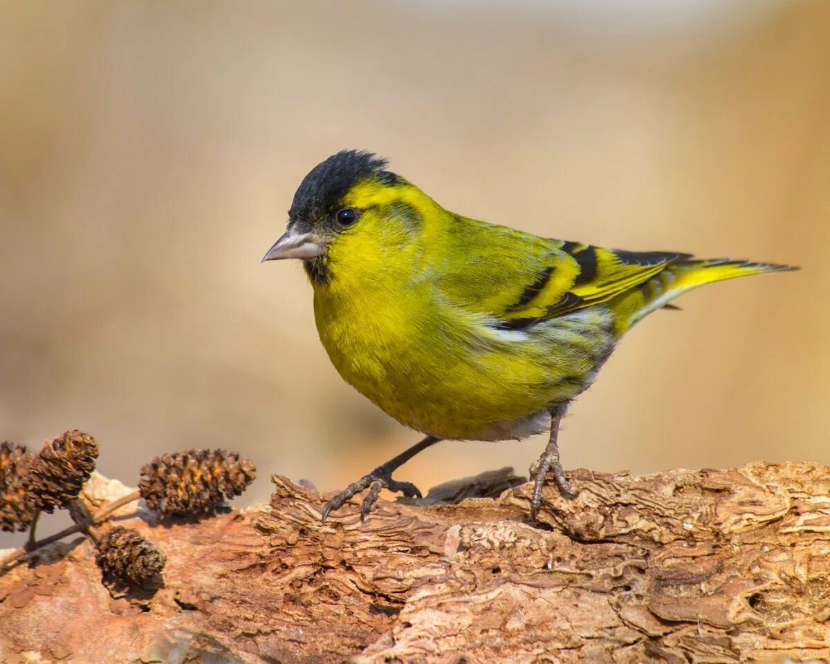 Чиж дурачок. Spinus Spinus Чиж. Чиж (Spinus Spinus l.). Spinus Spinus птицы. Чиж – Spinus Spinus (l., 1758).