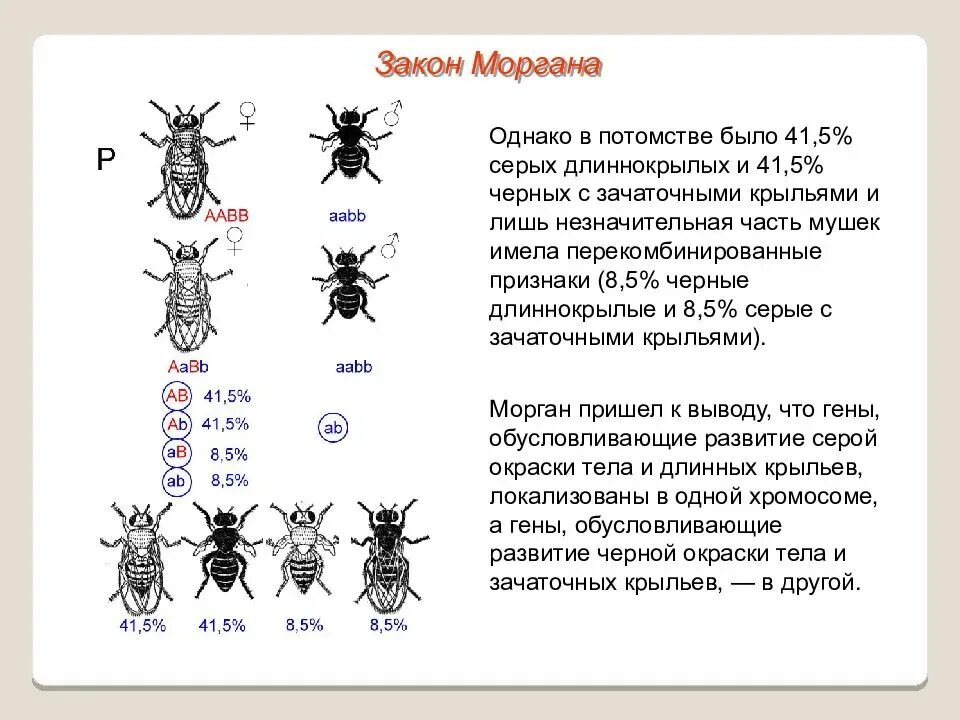 Подтверждена ли цитологическая теория сцепленного наследования. Теория сцепленного наследования Томаса Моргана. Закон Моргана о сцепленном наследовании.