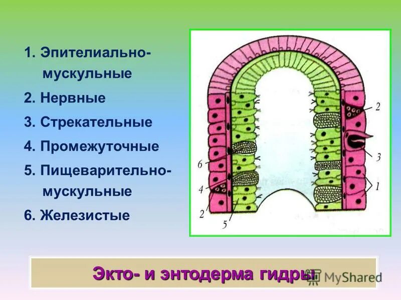 Какие клетки энтодермы