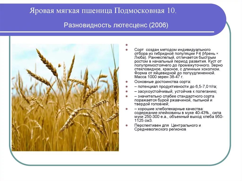 Сорт Ирень Яровой пшеницы. Озимая и Яровая пшеница характеристики таблица. Озимая пшеница и Яровая пшеница характеристики. Сорт Яровой пшеницы Ирень характеристика.