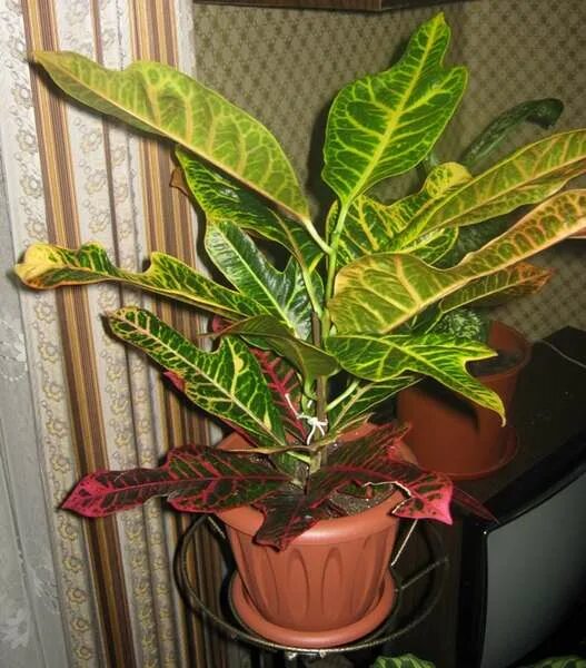 кротончик. кротон аукубифолия. кротон лировидный. кротон стардаст. кротон голден кинг.