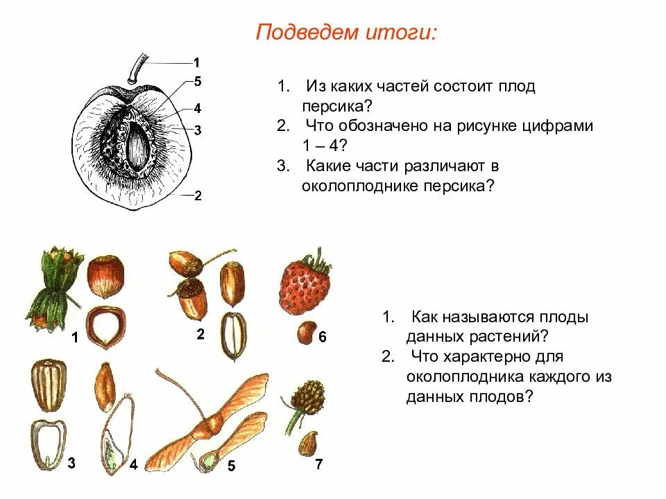 Тест по биологии плоды тема плоды. Из каких частей состоит плод персика. Строение плода персика 6 класс. Из чего состоит плод растений. Строение плода покрытосеменных растений.