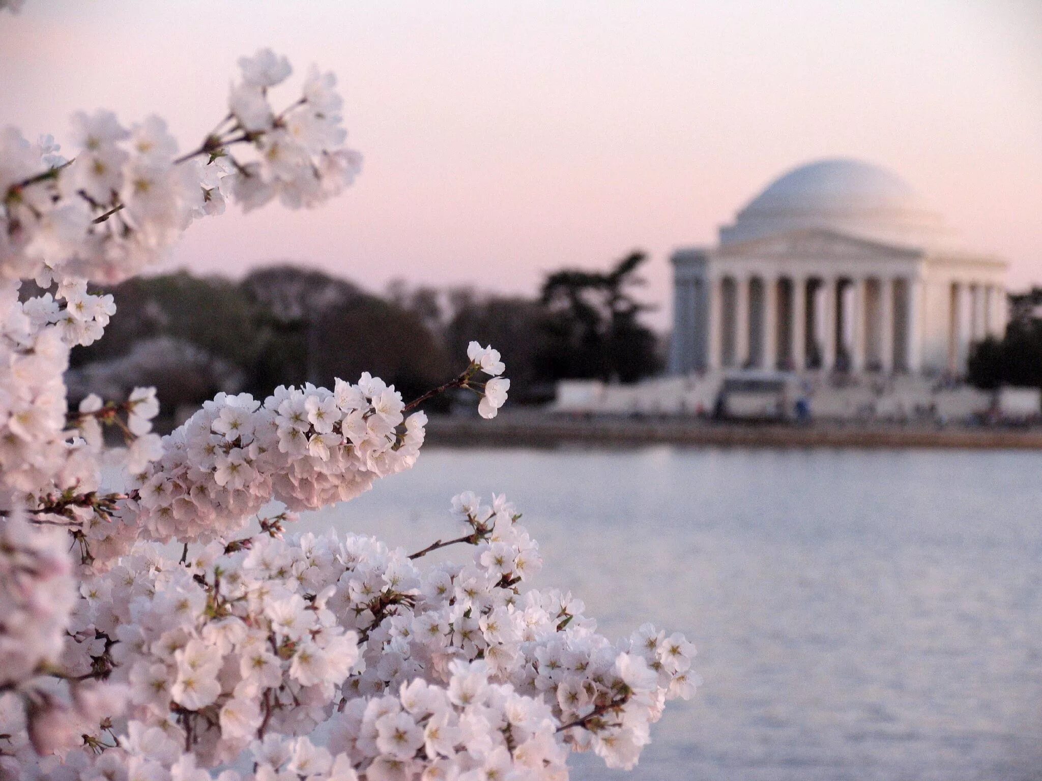 Вашингтон цветок. Петербург весной цветения. Blossoms after winter